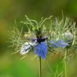 Planta menționată în Biblie și Coran care ar vindeca orice boală, românii o vor în grădină după ce au aflat adevărul